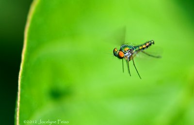 Dolichopode / Longlegged Fly