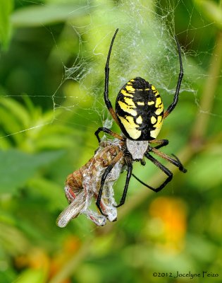 Argiope aurentia mangeant une sauterelle / Black and Yellow Garden Spider eating a Grasshopper