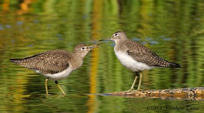 Chevaliers solitaires / Solitary Sandpipers