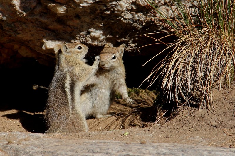 Ground squirrels