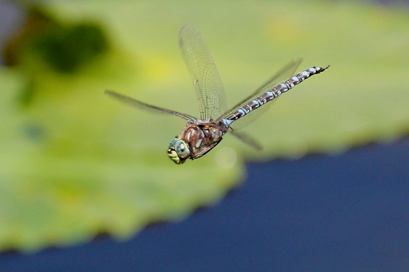 Dragonfly