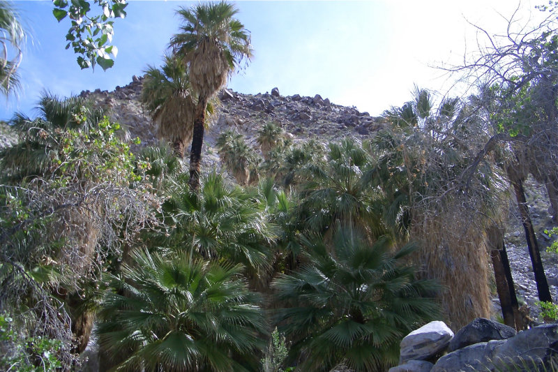 49 Palms Oasis