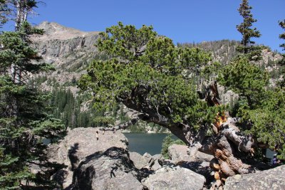 Ancient pine at Lake Hayiyaha