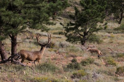 Close encounter: Elk vs coyote