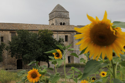IMG_3964.jpg St Remy de Provence