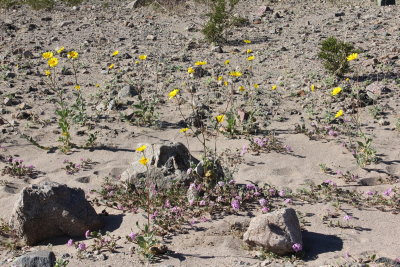 IMG_1756a.JPG Desert wildflowers