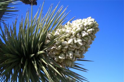 Wildflowers at Joshua Tree NP