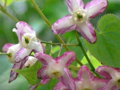 Epimedium_2.jpg