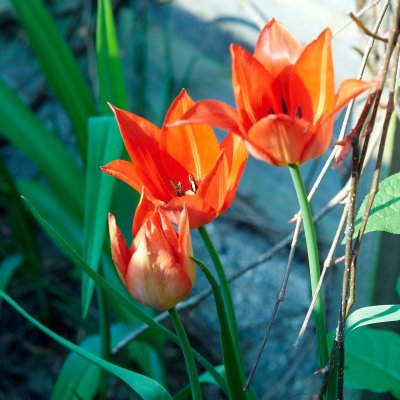 2011-04-27 Tulips