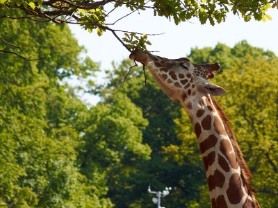 2011-05-20 Giraf eating