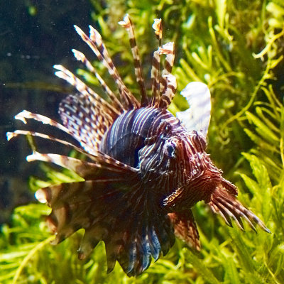 2011-07-23 Another fish