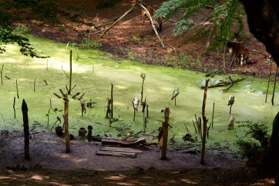 Sagnlandet - The swamp