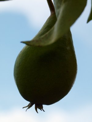 2011-08-01 Pear