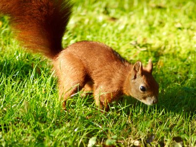 2011-09-19 Red squirrel