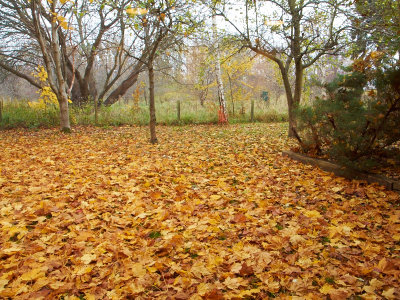 2011-11-02 Fallen leafs