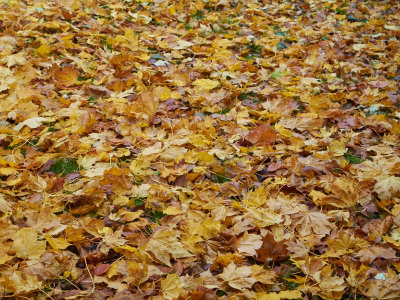 2011-11-04 Fallen leafs