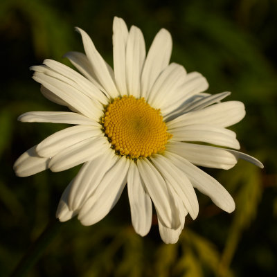 Flowers in May