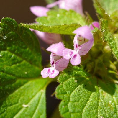 Juniblomster