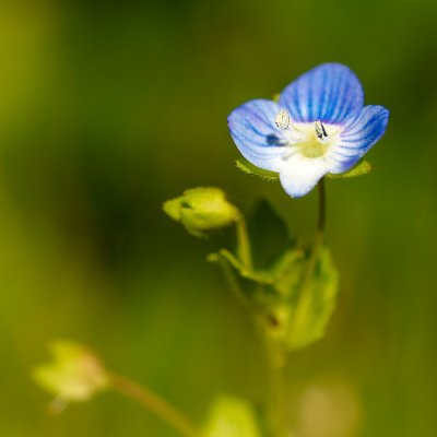 Juniblomster