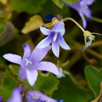 Juniblomster