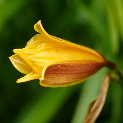 Flowers in June