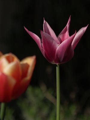 2006-05-11 Tulip