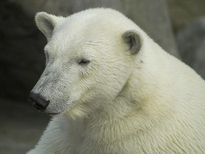 Polar bear