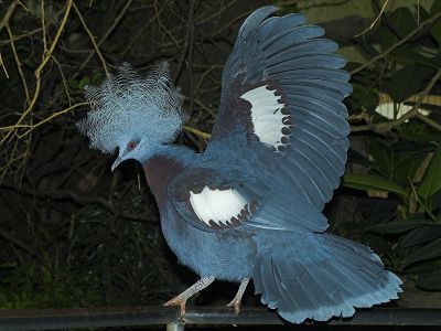 2006-07-16 Western crowned-pigeon