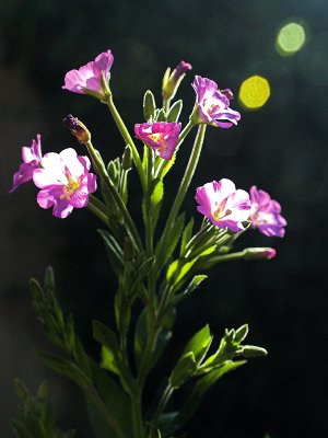 2006-07-18 Violet flowers