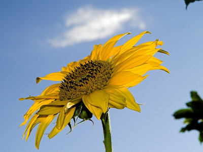 2006-08-08 Sunflower