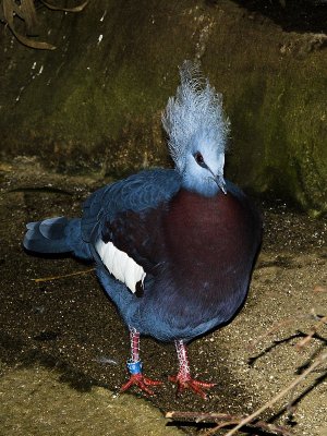 Western crowned-pigeon