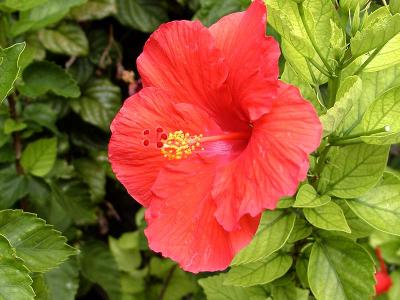 Tropical Hibiscus on Princess Cays