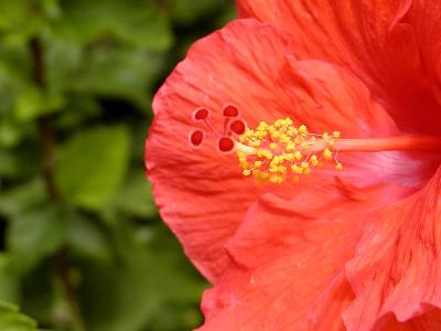 Tropical Hibiscus on Princess Cays