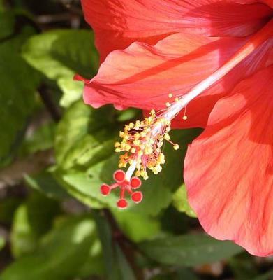 Close up of a Tropical Hibiscus on Princess Cays
