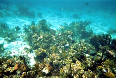 Snorkeling at reef off Grand Cayman.