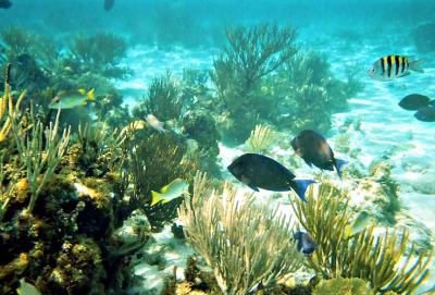 Beautiful tropical fish in crystal clear water.