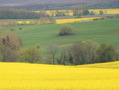 Mustard fields.jpg