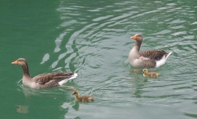 Graylag Goose family - Dijon.jpg