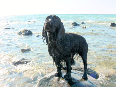 Darcy.jpg