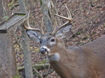 Whitetail Deer in WV~2011/2012