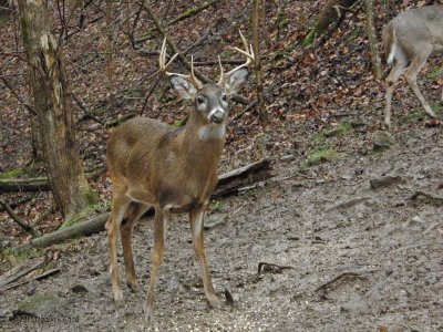 Whitetail Deer in WV~2011/2012