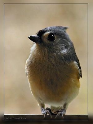 Tufted Titmouse11-06-2005