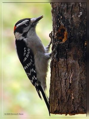 Male Downy Woodpecker11-06-2005