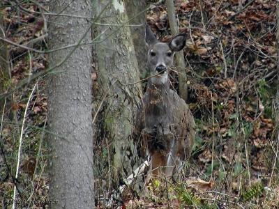 Big Mama or MeeMaw...11-17-2005