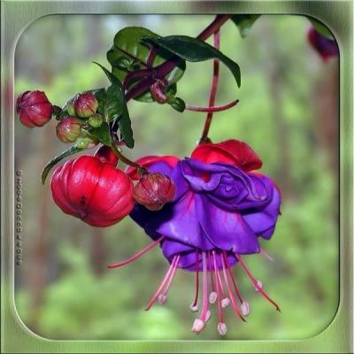 Fuchsia ~ From a Hummingbird's Perspective