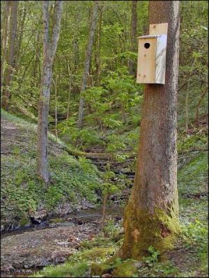 Nest Box on Sycamore,final location