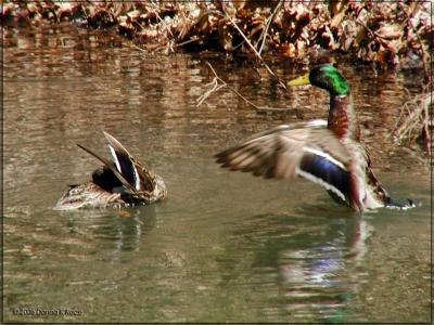 WV Pond Mating Rituals ~ Wood Ducks - 4/23/06; Mallards - 4/27/06