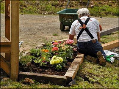 Frank planting the garden