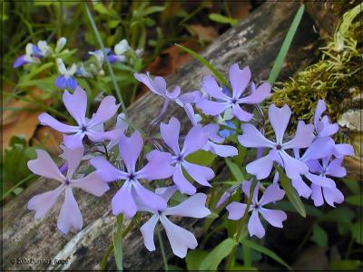 Wild Blue Phlox and Blue-eyed Marys