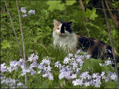 Prowling in the Wild Blue Phlox